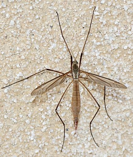 Tipula paludosa